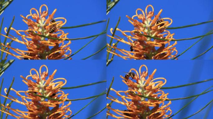 蜜蜂正在从澳大利亚植物中收集蜂蜜 (Grevillea honey gem) 黄金海岸夏季春天与蓝天