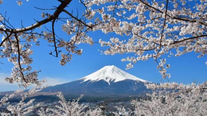 富士山和樱花: 从富士吉田的Arakurayama Sengen公园观看