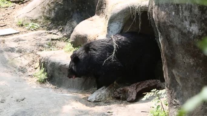 一只福尔摩沙黑熊熊熊 (Ursus Thibetanus formosaus) 醒来并走出洞穴