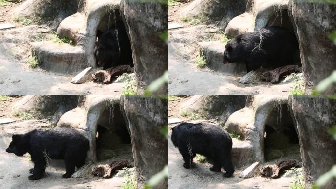 一只福尔摩沙黑熊熊熊 (Ursus Thibetanus formosaus) 醒来并走出洞穴