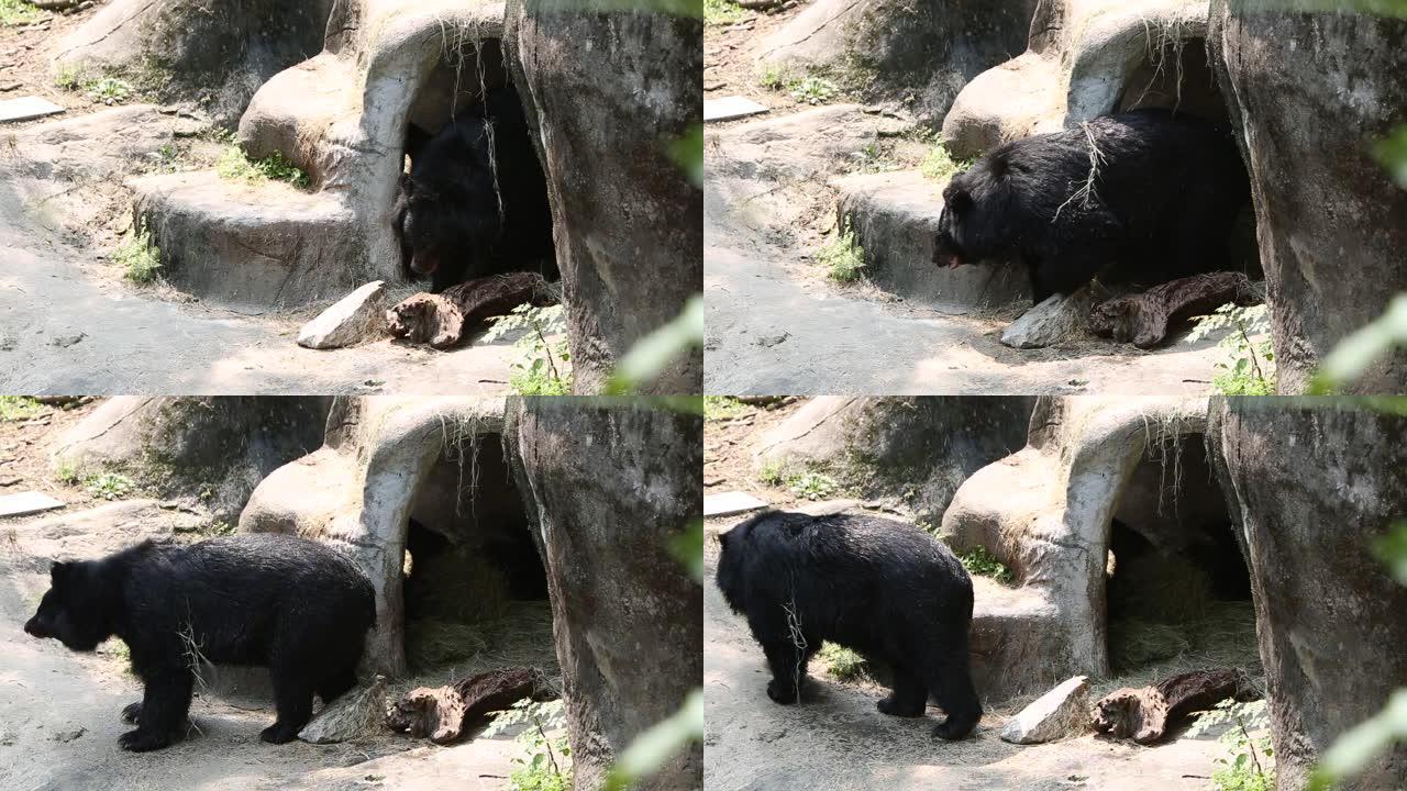 一只福尔摩沙黑熊熊熊 (Ursus Thibetanus formosaus) 醒来并走出洞穴