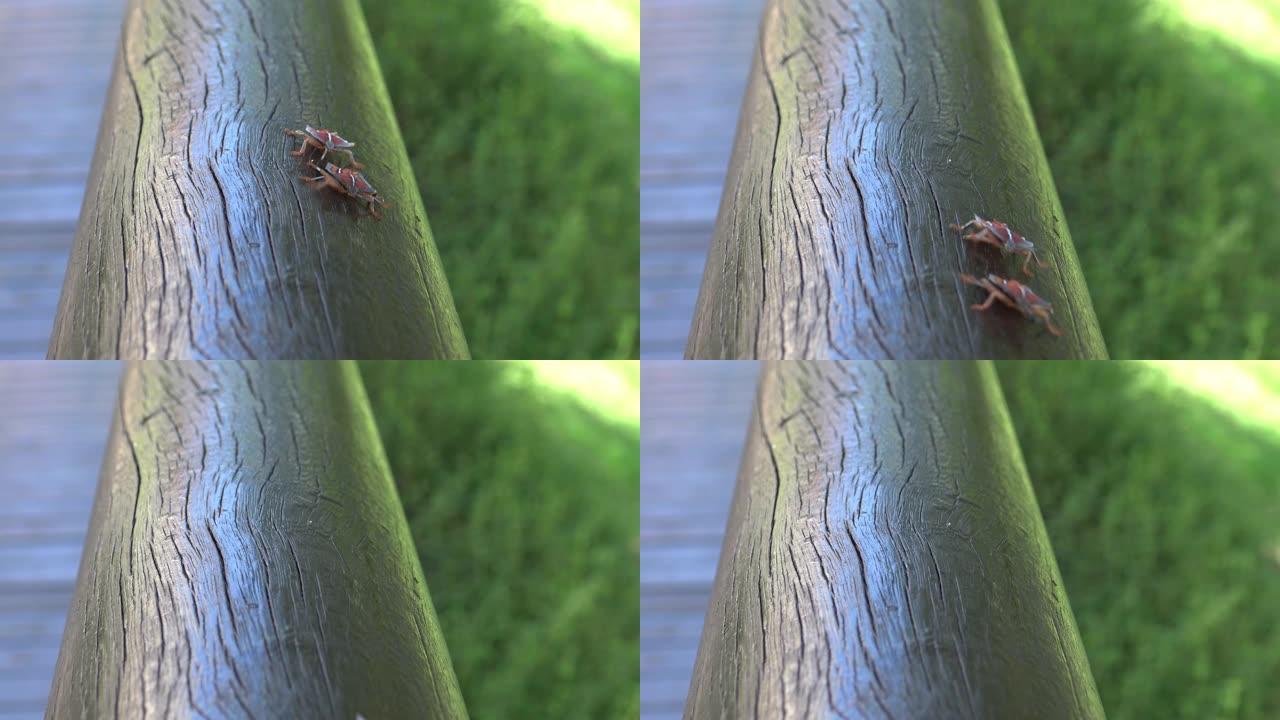 4k台北市公园树林里的苔藓瘤