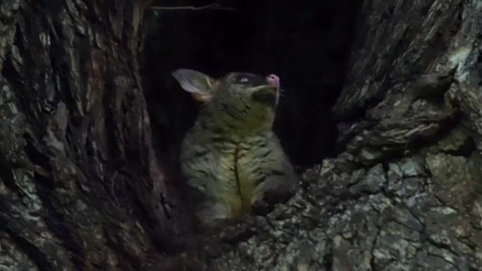藏在大树里的负鼠