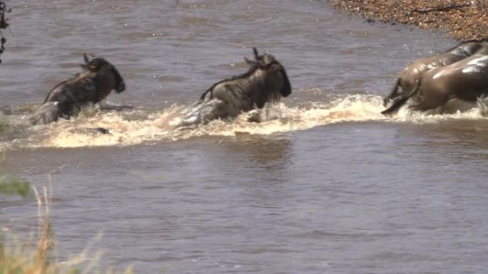 几只穿越马拉河的牛羚的特写