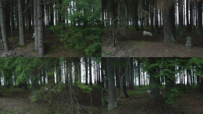 可怕的狼跑进树林可怕的狼跑进树林野生动物