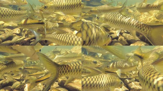 两种鱼类的流派在斯里兰卡特有的细长的拉斯波拉 (rasbora daniconius) 和侧条纹的倒