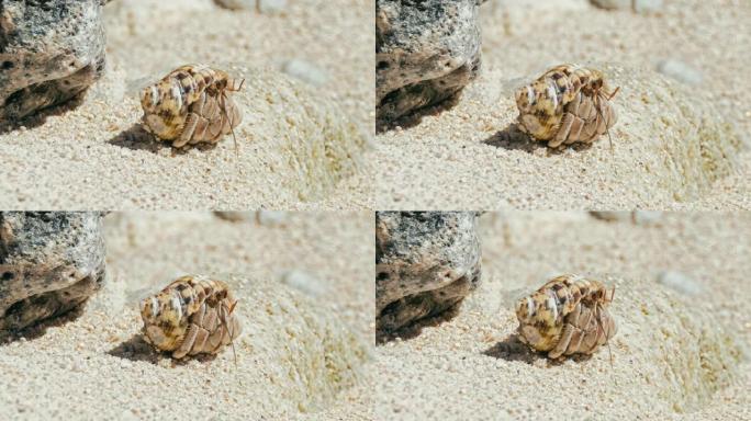 一只小寄居蟹在岩石旁的多风的白色沙滩岸边等着
