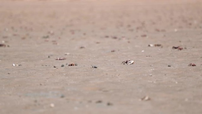 在西撒哈拉海滩沙滩上行走的菲德勒螃蟹