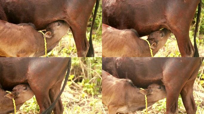 新生牛犊喝母牛的牛奶