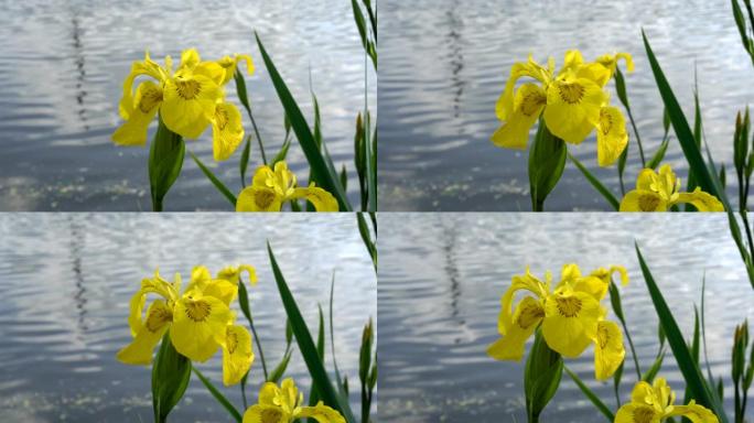 河岸的水里有美丽的黄色大花。虹膜。特写。4K。