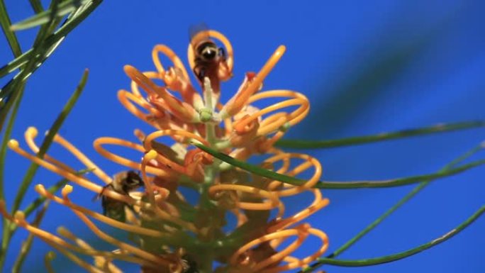 蜜蜂正在从澳大利亚植物中收集蜂蜜 (Grevillea honey gem) 黄金海岸夏季春天与蓝天