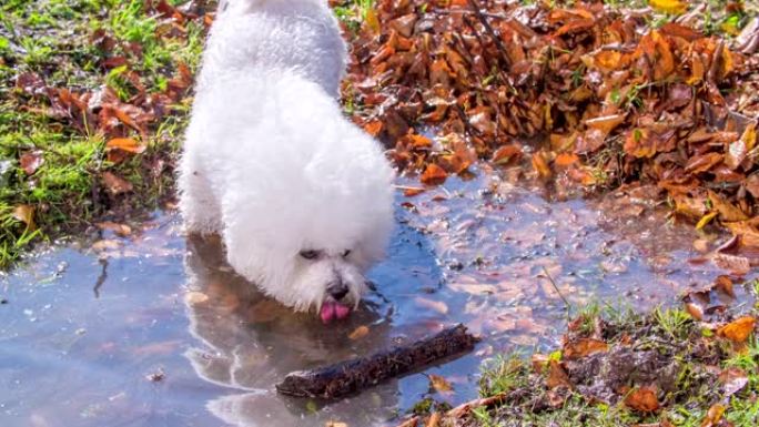小白小狗在水坑里喝水