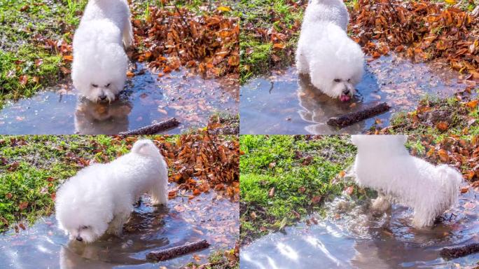 小白小狗在水坑里喝水
