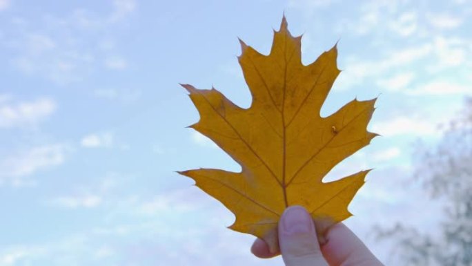 秋天-一个女孩在天空中拿着美丽的秋叶-POV拍摄-手持相机
