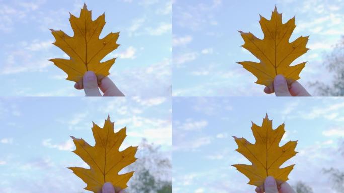 秋天-一个女孩在天空中拿着美丽的秋叶-POV拍摄-手持相机
