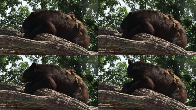 熊在南达科他州的熊