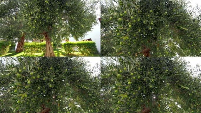 看着花园里的绿色橄榄树