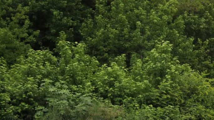 西格拉·阿加奇的总视图/树的名称。它生长在爱琴海地区穆拉省的费特希耶区附近。此外，这棵在科学界被称为