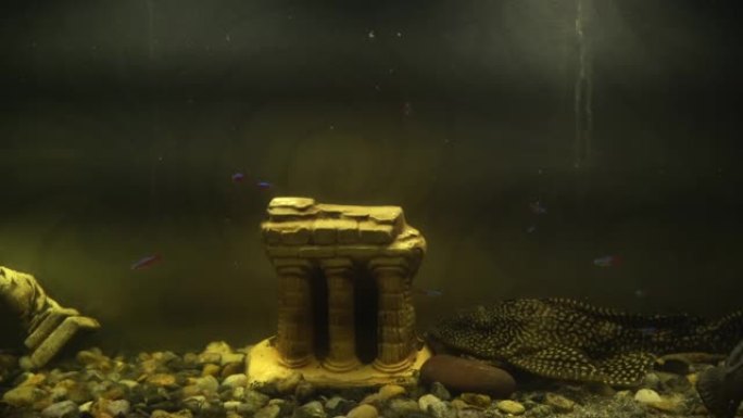 鱼在一个带有小装饰宫殿的水族馆里。可爱的小鱼特写