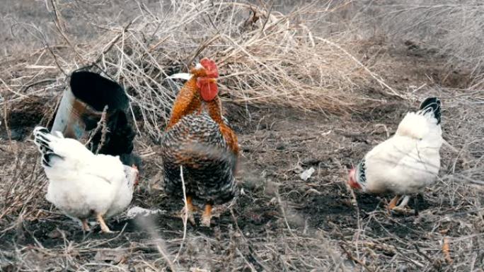 黑白农场鸡和美丽的大红头发黑公鸡在干草中吃草