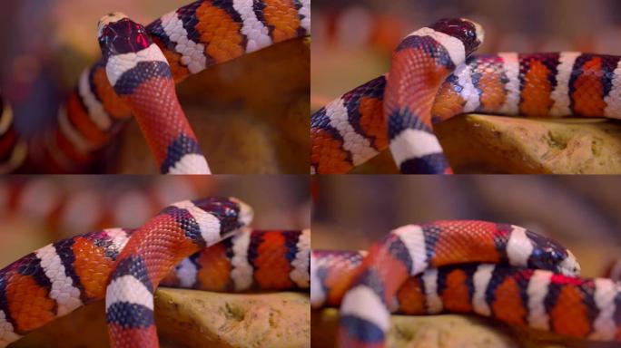 橙色条纹蛇在玻璃容器中旋转的特写镜头。