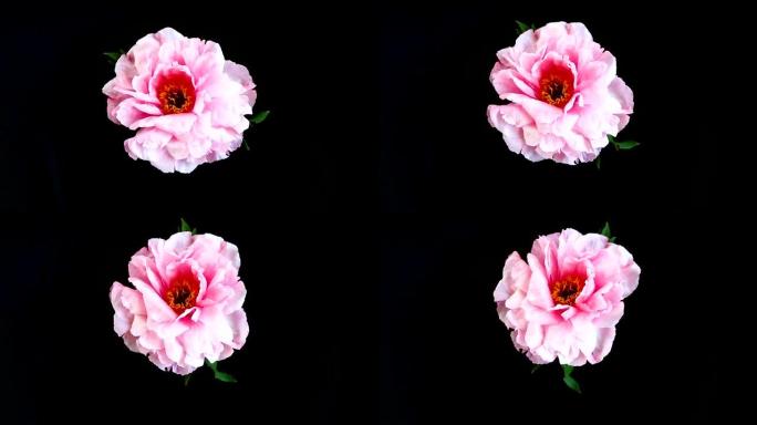 粉红色的牡丹花，芍药，孤立在黑色上