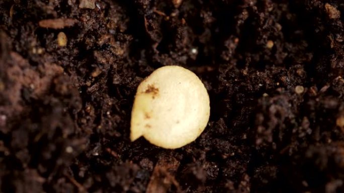 种植甜椒。种子落入土壤的洞里。