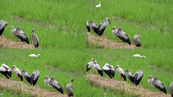 亚洲开放喙学名: 吻合术occitans持有鹳科 (Ciconiidae) 是该科的一种小型鸟类。