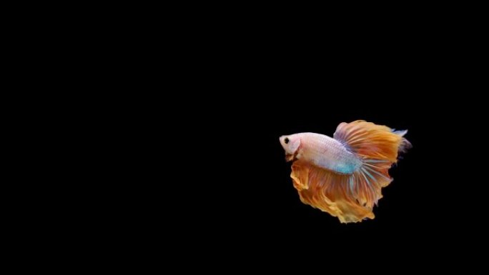 暹罗斗鱼 (Betta splendens) 的超慢动作，众所周知的名字是Plakat Thai