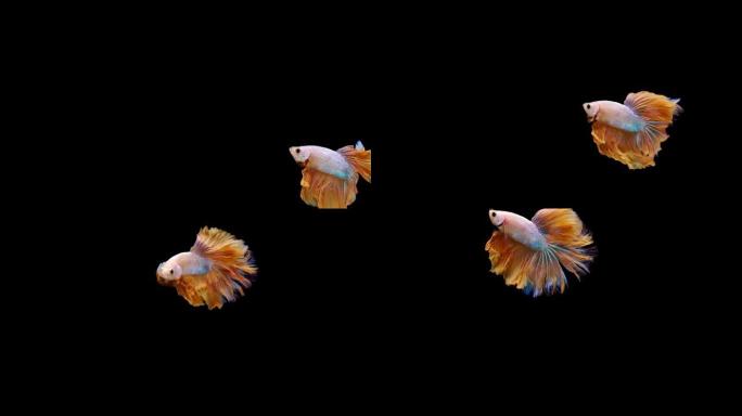 暹罗斗鱼 (Betta splendens) 的超慢动作，众所周知的名字是Plakat Thai