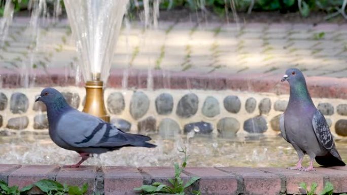 鸽子从喷泉里喝水。特写