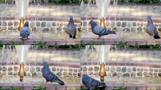 鸽子从喷泉里喝水。特写
