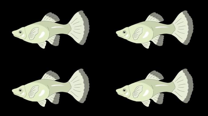 大银孔雀鱼水族馆鱼阿尔法哑光环形
