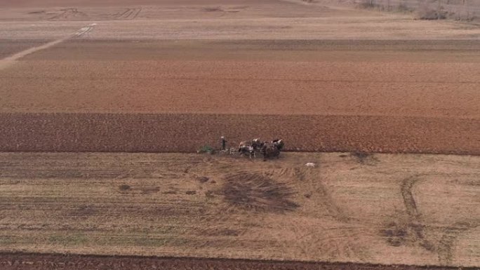 阿米什农场工人在春季用4匹马和3只狗收割田地的鸟瞰图