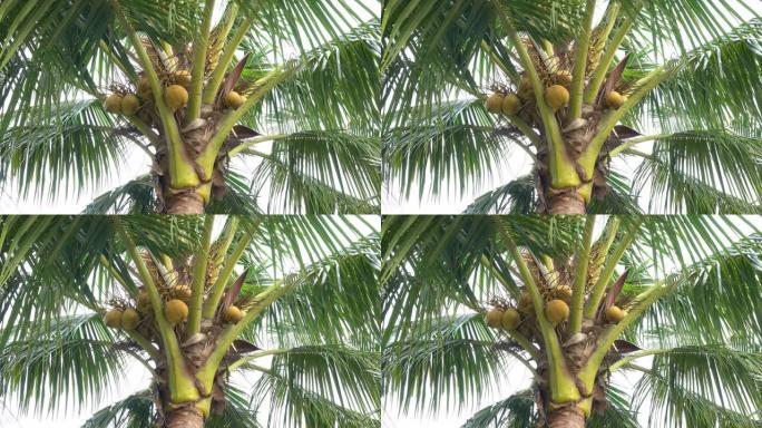 花园里的椰子