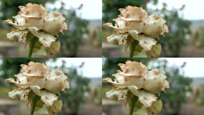 特写一只腐烂枯萎的花园白玫瑰在风中摇摇欲坠。死花。4k. 4k视频