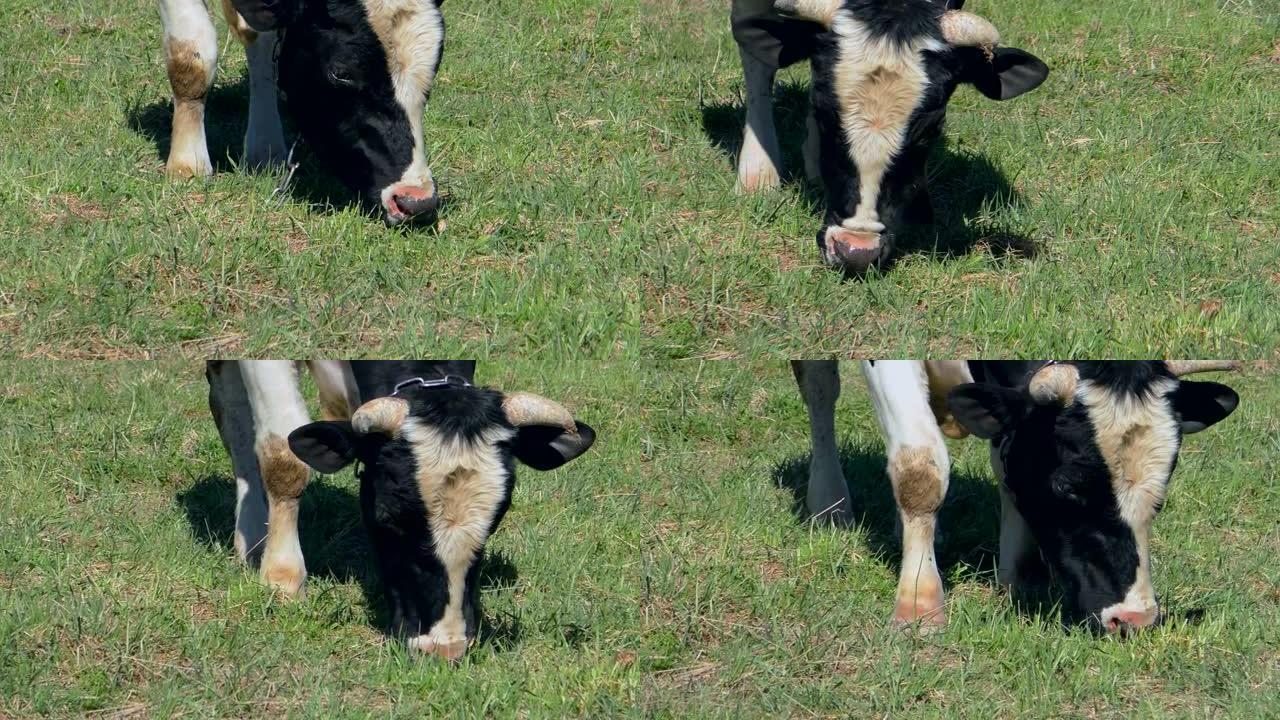 带有白色斑点的黑种牛在田间吃草。