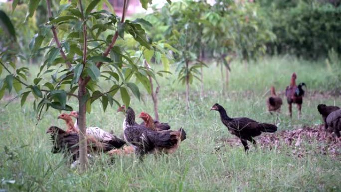 鸡的家人在草地上自由行走