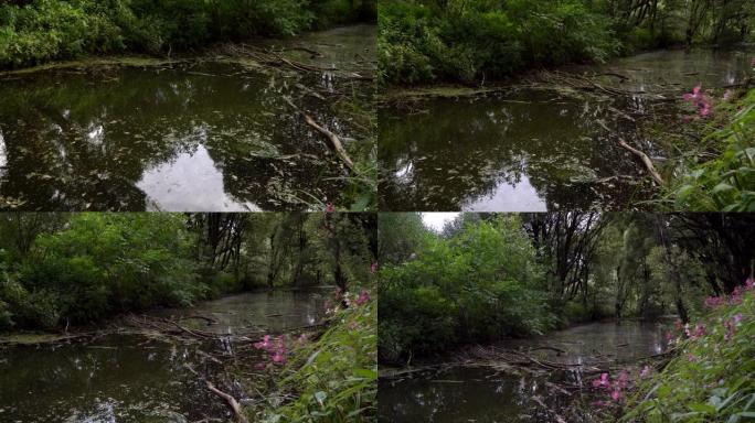 森林河，被倒下的树枝堵塞