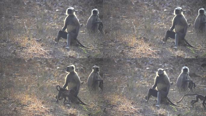 婴儿灰叶猴在印度的tadoba翻筋斗