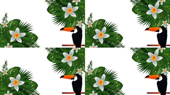 异国情调的巨嘴鸟和花卉动画