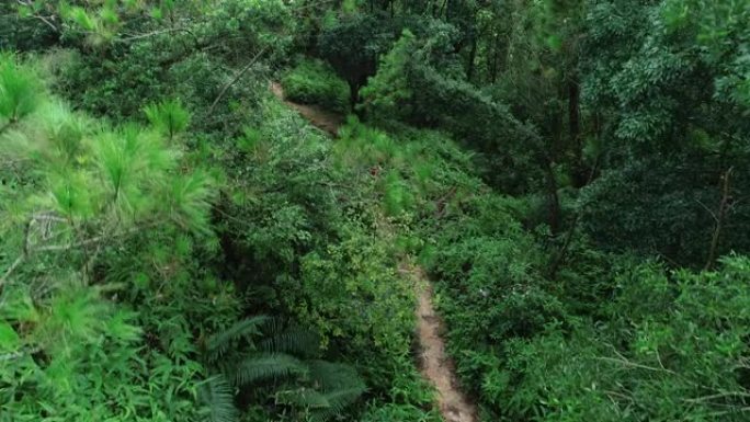 在热带雨林中奔跑的女子超级马拉松运动员的鸟瞰图
