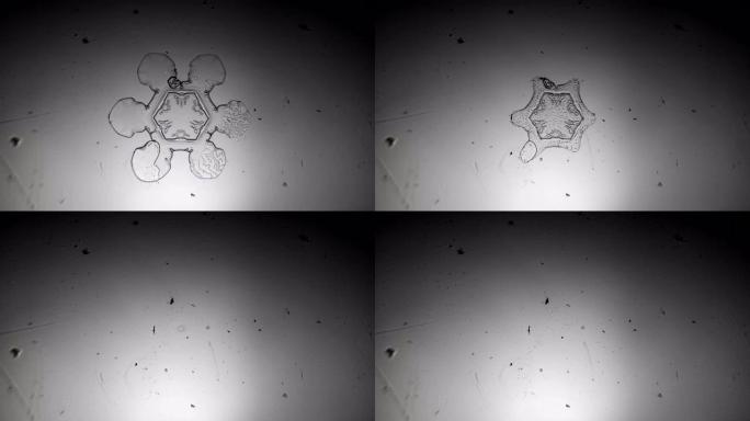 别致的六角形雪花在显微镜下融化。
