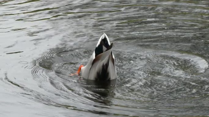 一只鸭子潜入当地池塘的水中。水下的鸭子吃藻类。