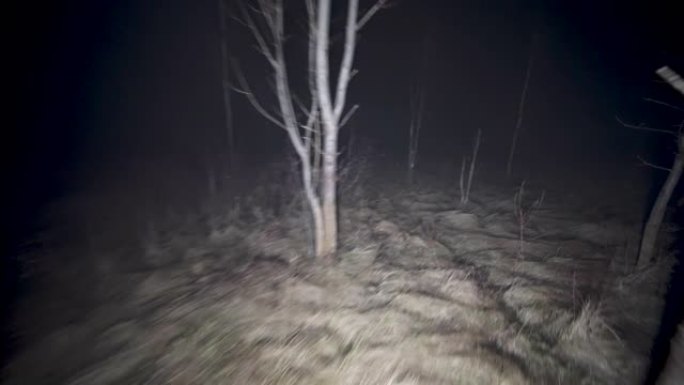 晚上稳定地穿过幽灵般的树林。