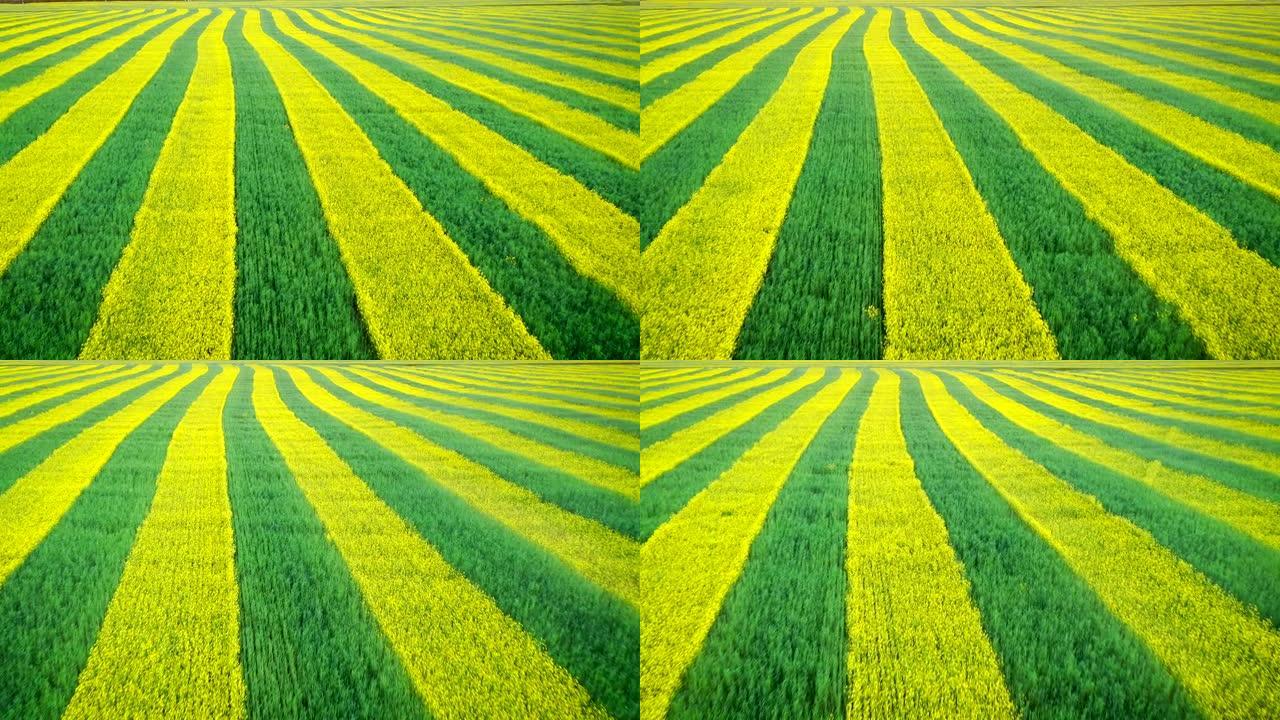 农村田间种植黄油菜绿麦空中前进
