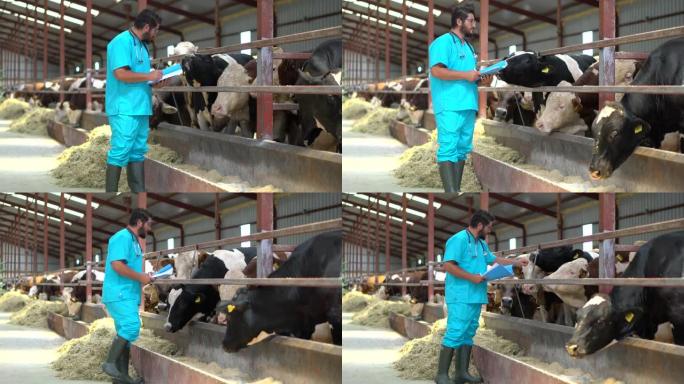 兽医检查奶牛进入谷仓