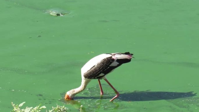 火烈鸟白天在湖里寻找食物。