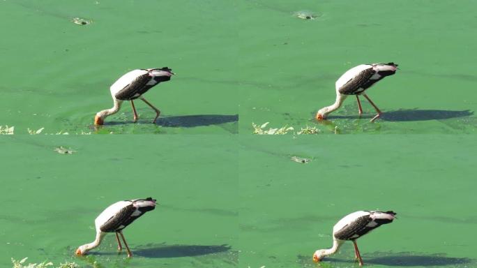 火烈鸟白天在湖里寻找食物。