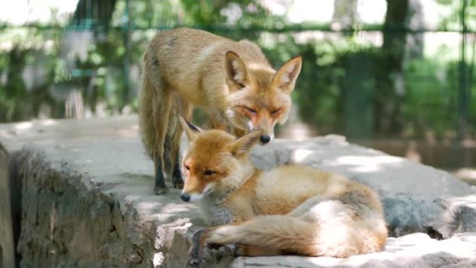 两只红狐狸在动物园里一起玩耍